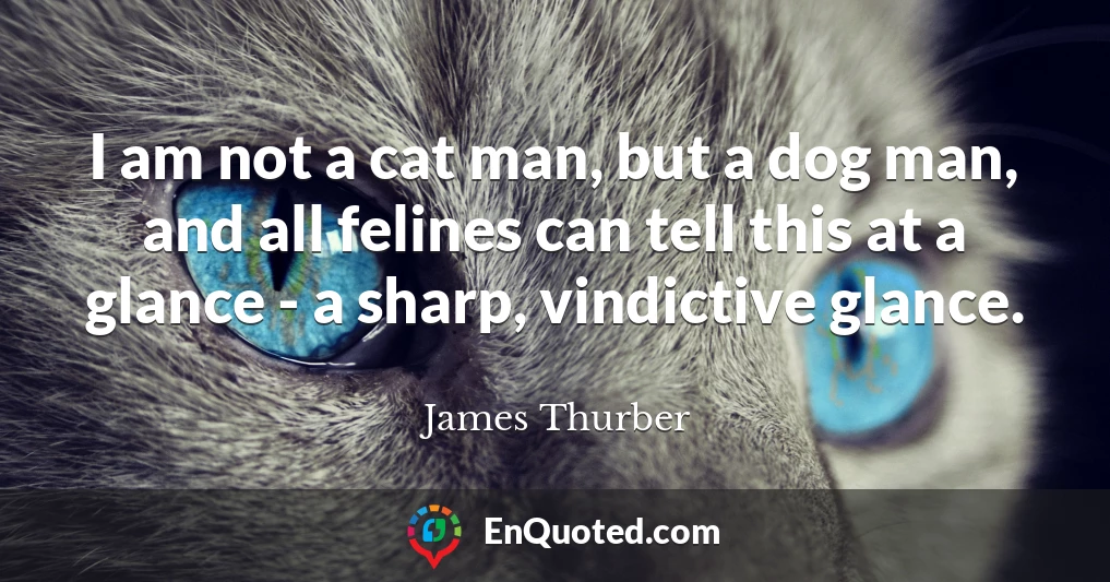 I am not a cat man, but a dog man, and all felines can tell this at a glance - a sharp, vindictive glance.