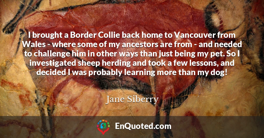 I brought a Border Collie back home to Vancouver from Wales - where some of my ancestors are from - and needed to challenge him in other ways than just being my pet. So I investigated sheep herding and took a few lessons, and decided I was probably learning more than my dog!