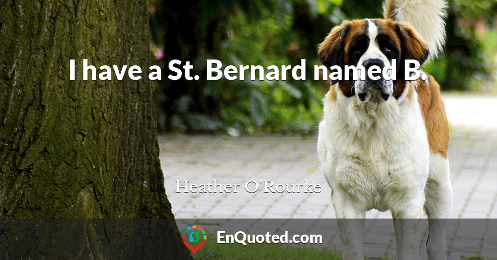 I have a St. Bernard named B.