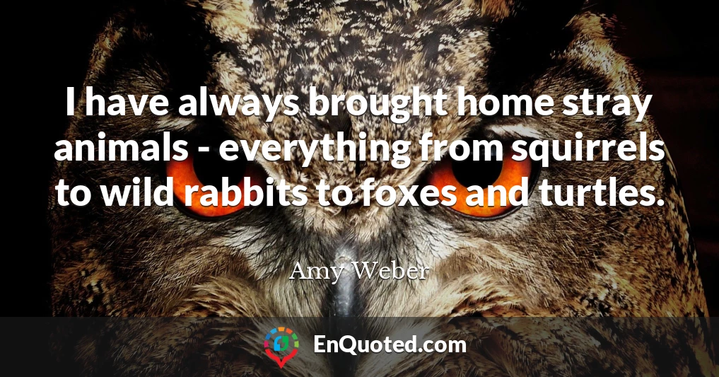 I have always brought home stray animals - everything from squirrels to wild rabbits to foxes and turtles.