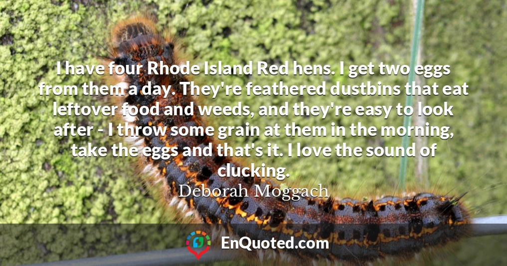 I have four Rhode Island Red hens. I get two eggs from them a day. They're feathered dustbins that eat leftover food and weeds, and they're easy to look after - I throw some grain at them in the morning, take the eggs and that's it. I love the sound of clucking.