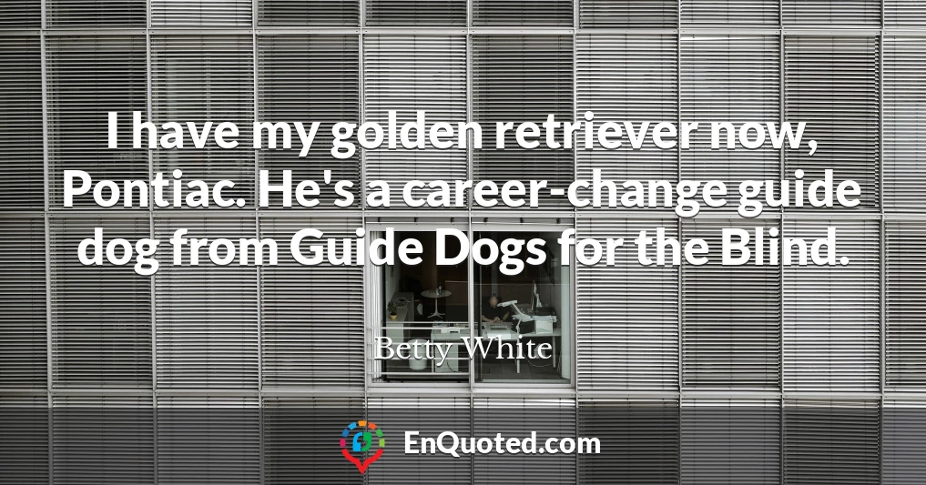 I have my golden retriever now, Pontiac. He's a career-change guide dog from Guide Dogs for the Blind.