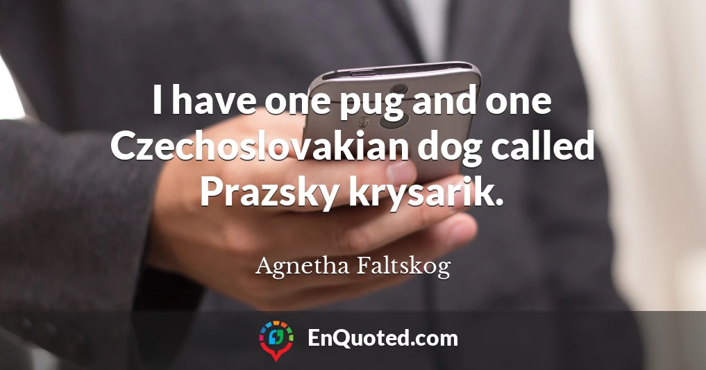 I have one pug and one Czechoslovakian dog called Prazsky krysarik.