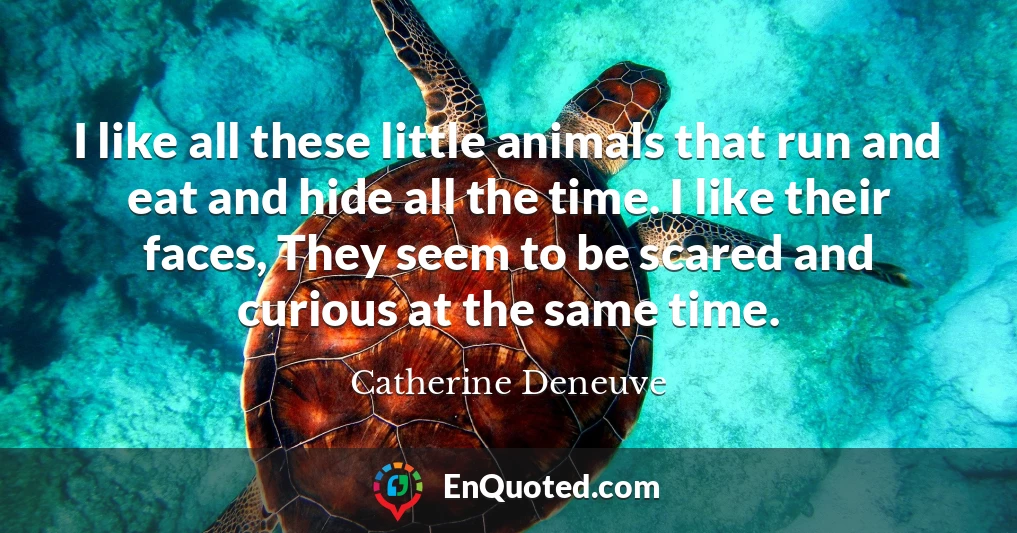 I like all these little animals that run and eat and hide all the time. I like their faces, They seem to be scared and curious at the same time.