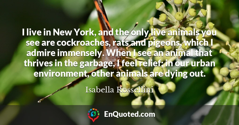 I live in New York, and the only live animals you see are cockroaches, rats and pigeons, which I admire immensely. When I see an animal that thrives in the garbage, I feel relief; in our urban environment, other animals are dying out.
