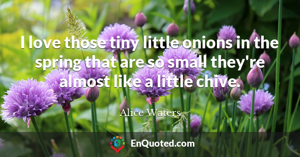 I love those tiny little onions in the spring that are so small they're almost like a little chive.