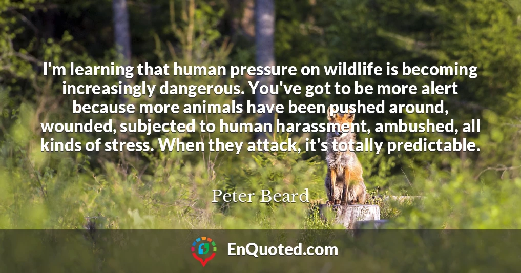 I'm learning that human pressure on wildlife is becoming increasingly dangerous. You've got to be more alert because more animals have been pushed around, wounded, subjected to human harassment, ambushed, all kinds of stress. When they attack, it's totally predictable.