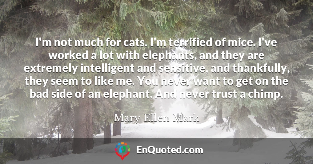I'm not much for cats. I'm terrified of mice. I've worked a lot with elephants, and they are extremely intelligent and sensitive, and thankfully, they seem to like me. You never want to get on the bad side of an elephant. And never trust a chimp.