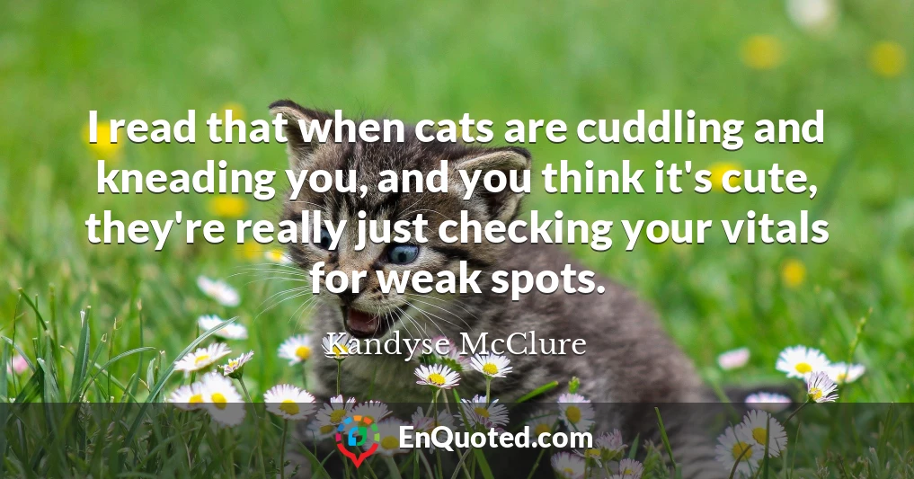 I read that when cats are cuddling and kneading you, and you think it's cute, they're really just checking your vitals for weak spots.