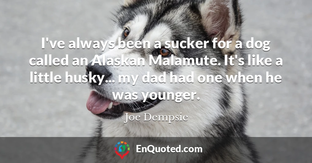 I've always been a sucker for a dog called an Alaskan Malamute. It's like a little husky... my dad had one when he was younger.