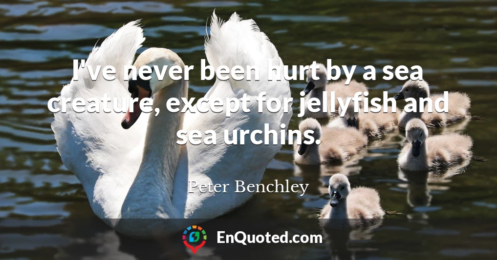 I've never been hurt by a sea creature, except for jellyfish and sea urchins.