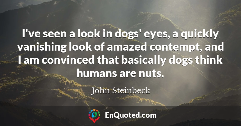 I've seen a look in dogs' eyes, a quickly vanishing look of amazed contempt, and I am convinced that basically dogs think humans are nuts.