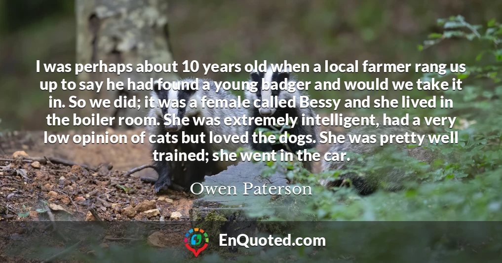 I was perhaps about 10 years old when a local farmer rang us up to say he had found a young badger and would we take it in. So we did; it was a female called Bessy and she lived in the boiler room. She was extremely intelligent, had a very low opinion of cats but loved the dogs. She was pretty well trained; she went in the car.