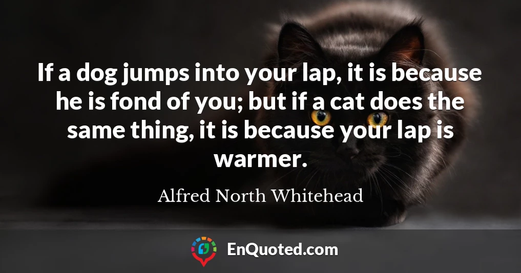 If a dog jumps into your lap, it is because he is fond of you; but if a cat does the same thing, it is because your lap is warmer.