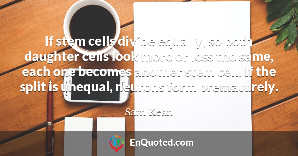If stem cells divide equally, so both daughter cells look more or less the same, each one becomes another stem cell. If the split is unequal, neurons form prematurely.