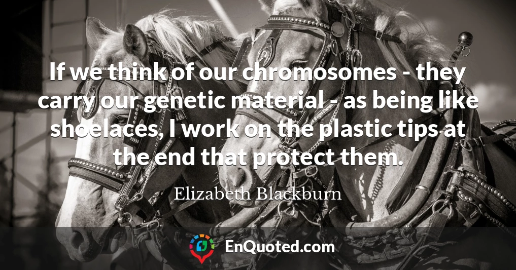 If we think of our chromosomes - they carry our genetic material - as being like shoelaces, I work on the plastic tips at the end that protect them.
