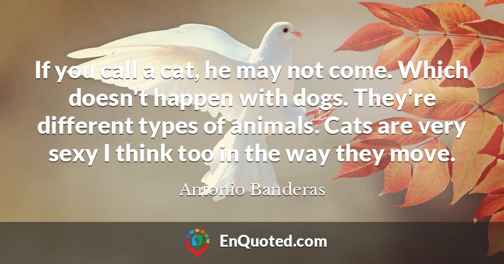 If you call a cat, he may not come. Which doesn't happen with dogs. They're different types of animals. Cats are very sexy I think too in the way they move.