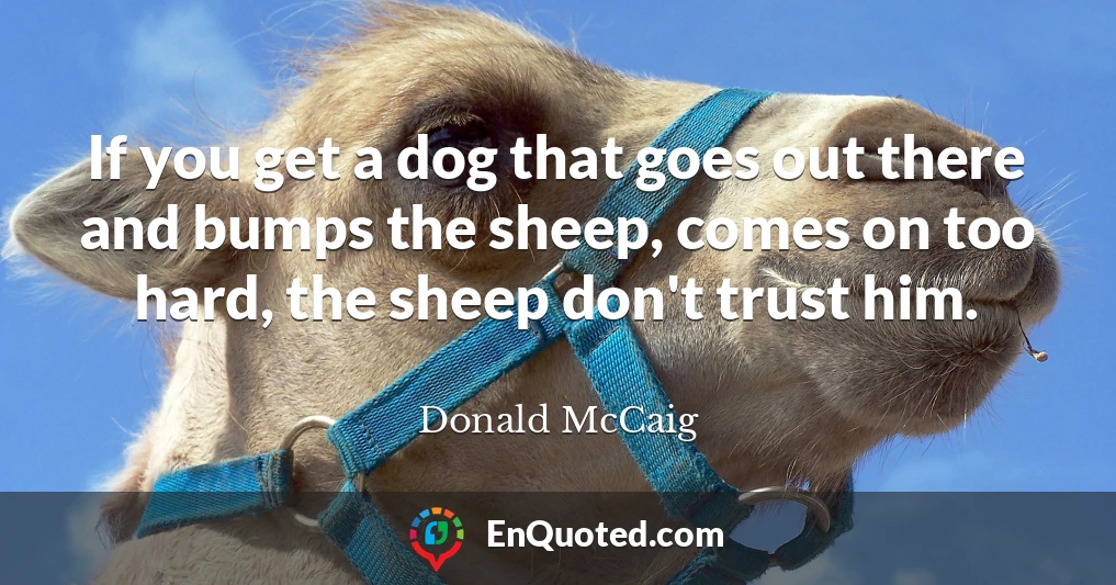 If you get a dog that goes out there and bumps the sheep, comes on too hard, the sheep don't trust him.