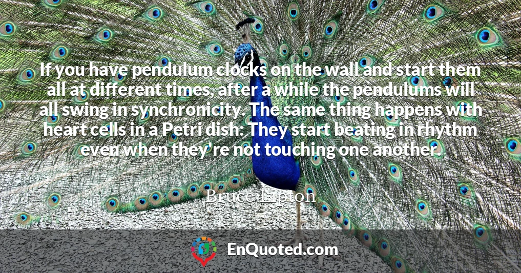 If you have pendulum clocks on the wall and start them all at different times, after a while the pendulums will all swing in synchronicity. The same thing happens with heart cells in a Petri dish: They start beating in rhythm even when they're not touching one another.