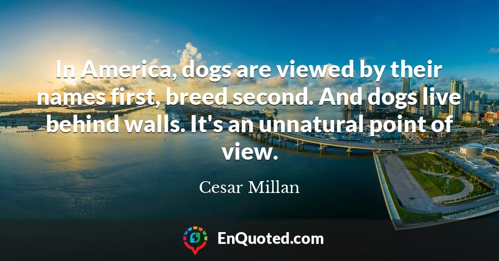 In America, dogs are viewed by their names first, breed second. And dogs live behind walls. It's an unnatural point of view.
