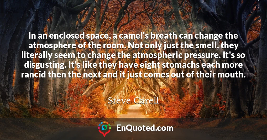 In an enclosed space, a camel's breath can change the atmosphere of the room. Not only just the smell, they literally seem to change the atmospheric pressure. It's so disgusting. It's like they have eight stomachs each more rancid then the next and it just comes out of their mouth.