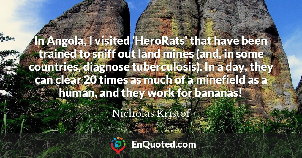 In Angola, I visited 'HeroRats' that have been trained to sniff out land mines (and, in some countries, diagnose tuberculosis). In a day, they can clear 20 times as much of a minefield as a human, and they work for bananas!