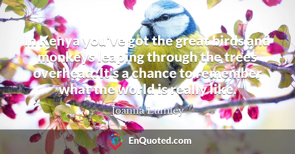 In Kenya you've got the great birds and monkeys leaping through the trees overhead. It's a chance to remember what the world is really like.