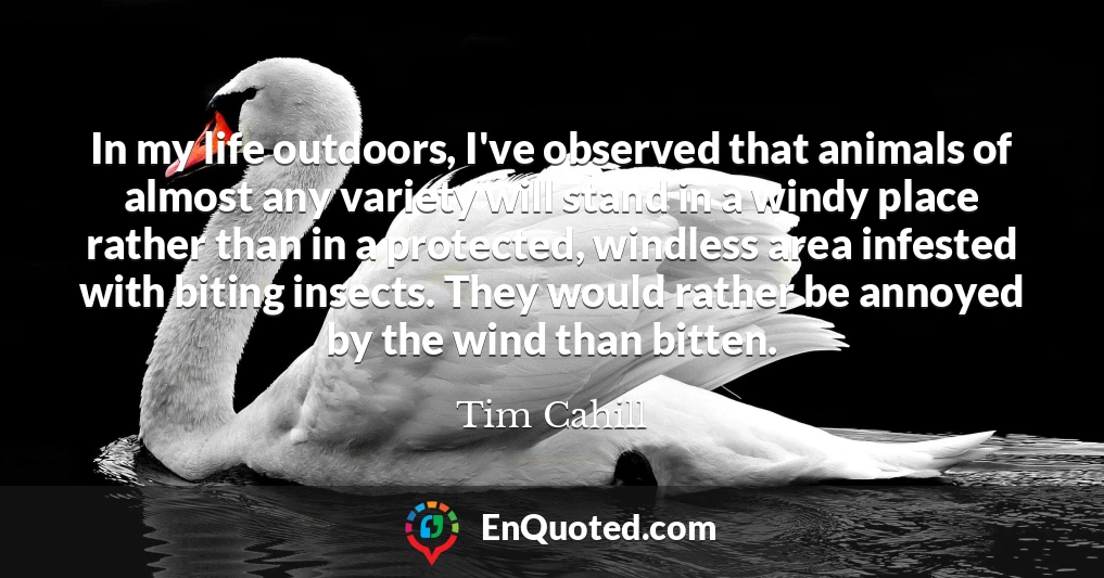 In my life outdoors, I've observed that animals of almost any variety will stand in a windy place rather than in a protected, windless area infested with biting insects. They would rather be annoyed by the wind than bitten.