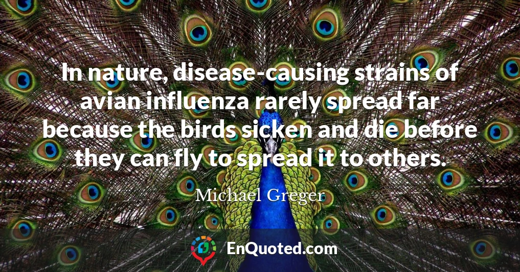 In nature, disease-causing strains of avian influenza rarely spread far because the birds sicken and die before they can fly to spread it to others.