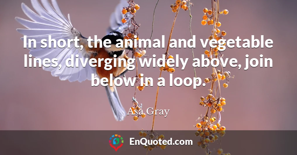 In short, the animal and vegetable lines, diverging widely above, join below in a loop.
