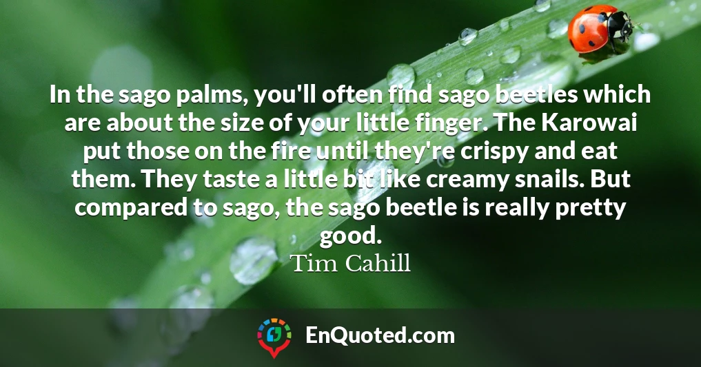 In the sago palms, you'll often find sago beetles which are about the size of your little finger. The Karowai put those on the fire until they're crispy and eat them. They taste a little bit like creamy snails. But compared to sago, the sago beetle is really pretty good.