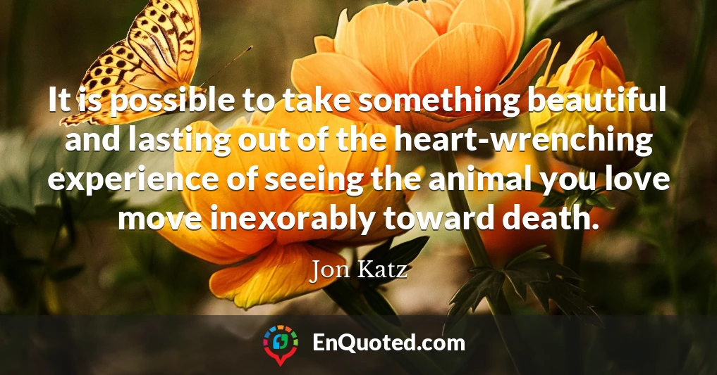 It is possible to take something beautiful and lasting out of the heart-wrenching experience of seeing the animal you love move inexorably toward death.