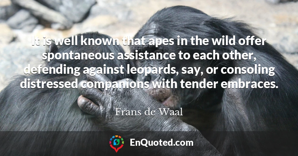 It is well known that apes in the wild offer spontaneous assistance to each other, defending against leopards, say, or consoling distressed companions with tender embraces.