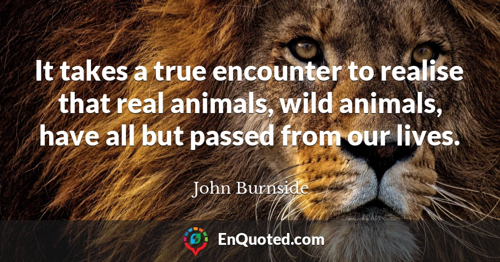 It takes a true encounter to realise that real animals, wild animals, have all but passed from our lives.