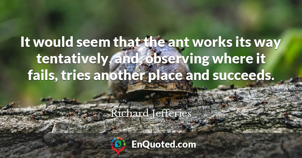 It would seem that the ant works its way tentatively, and, observing where it fails, tries another place and succeeds.