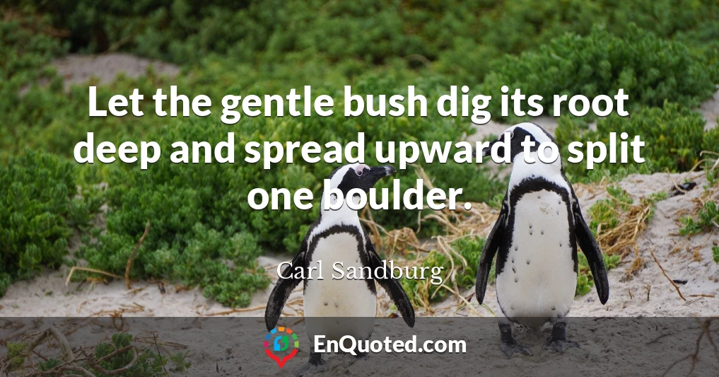 Let the gentle bush dig its root deep and spread upward to split one boulder.