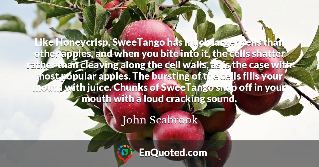 Like Honeycrisp, SweeTango has much larger cells than other apples, and when you bite into it, the cells shatter rather than cleaving along the cell walls, as is the case with most popular apples. The bursting of the cells fills your mouth with juice. Chunks of SweeTango snap off in your mouth with a loud cracking sound.
