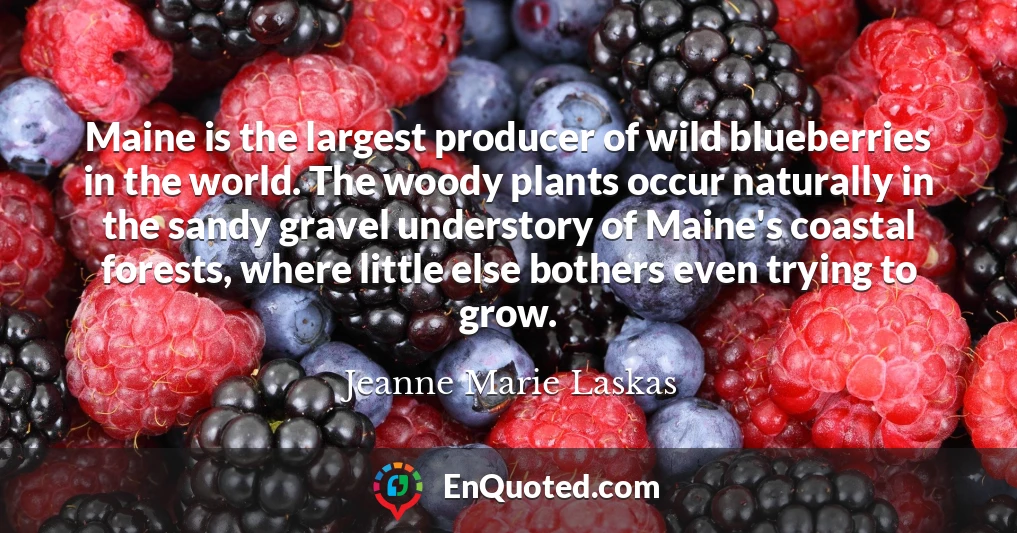 Maine is the largest producer of wild blueberries in the world. The woody plants occur naturally in the sandy gravel understory of Maine's coastal forests, where little else bothers even trying to grow.
