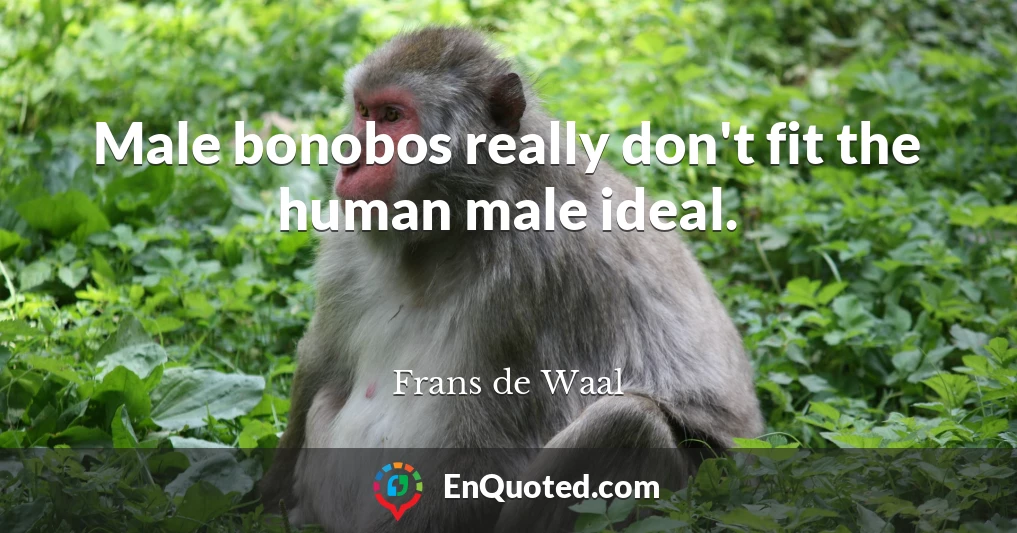 Male bonobos really don't fit the human male ideal.
