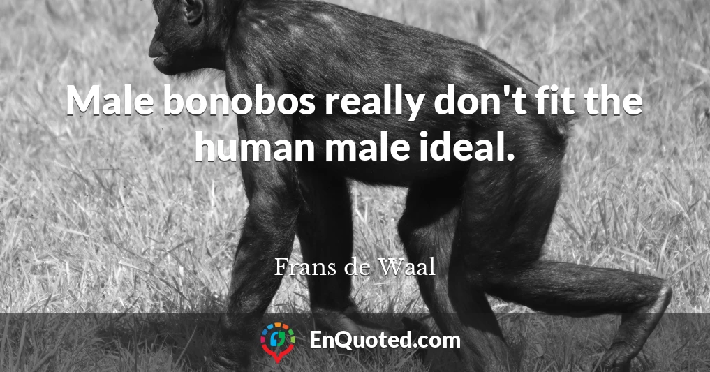 Male bonobos really don't fit the human male ideal.