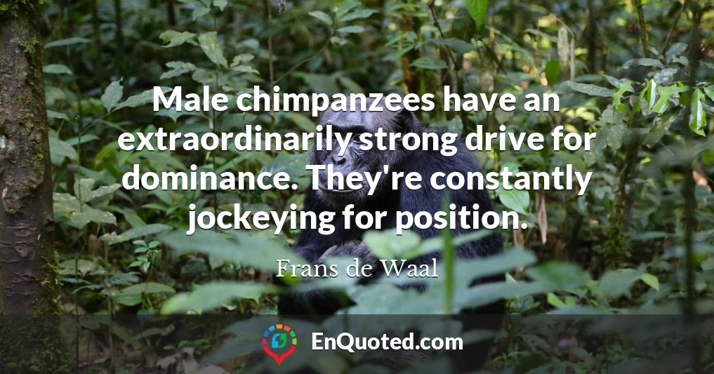 Male chimpanzees have an extraordinarily strong drive for dominance. They're constantly jockeying for position.