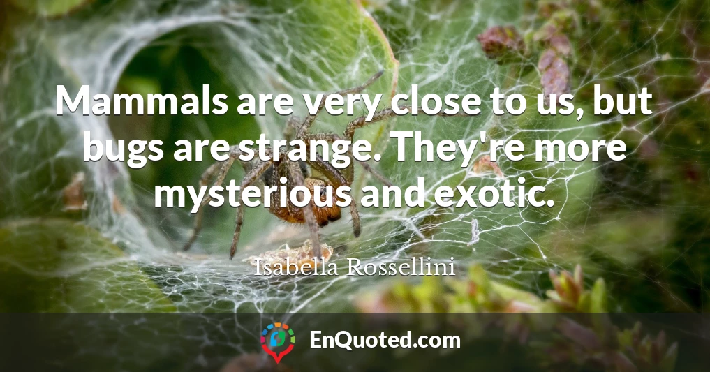 Mammals are very close to us, but bugs are strange. They're more mysterious and exotic.