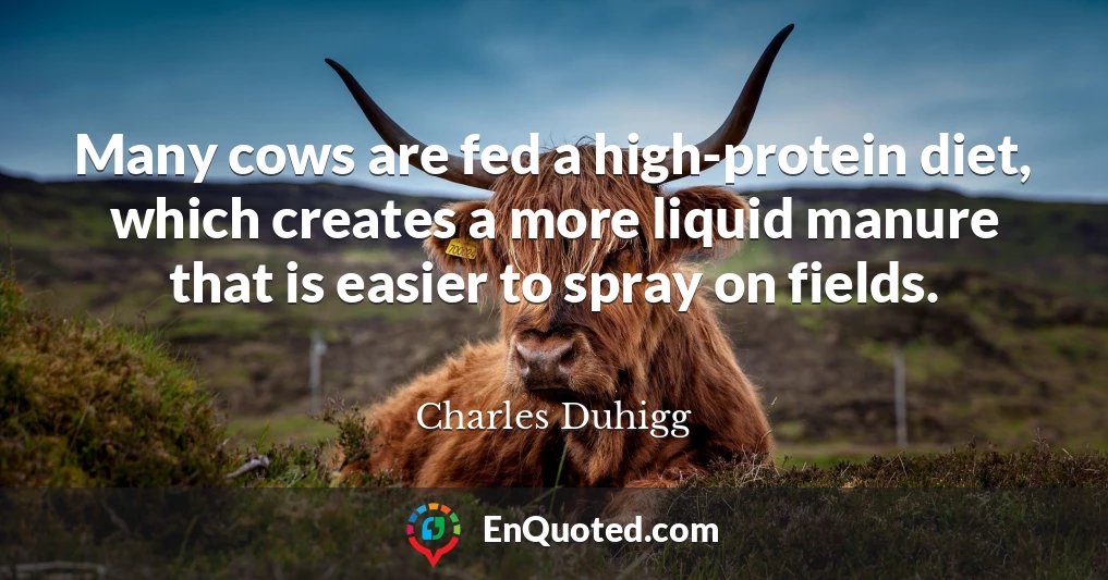 Many cows are fed a high-protein diet, which creates a more liquid manure that is easier to spray on fields.