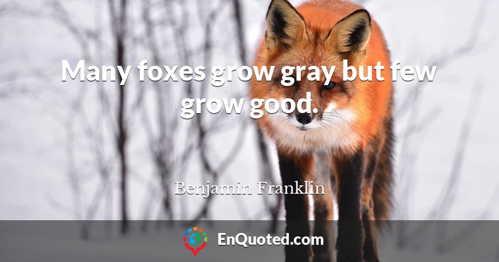 Many foxes grow gray but few grow good.