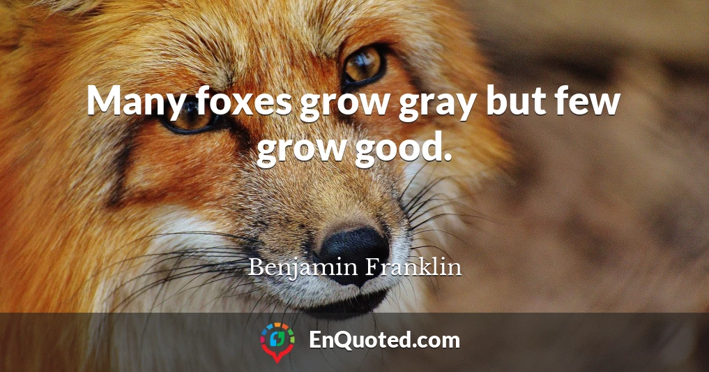 Many foxes grow gray but few grow good.