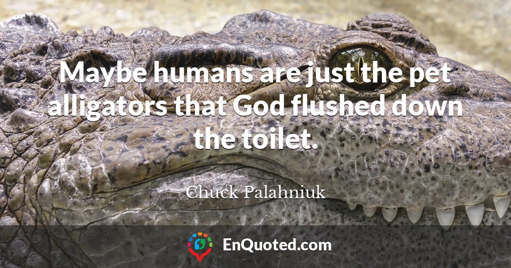 Maybe humans are just the pet alligators that God flushed down the toilet.