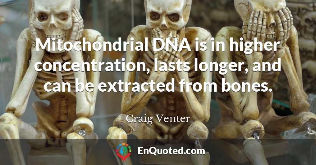 Mitochondrial DNA is in higher concentration, lasts longer, and can be extracted from bones.