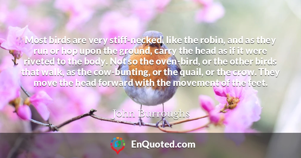 Most birds are very stiff-necked, like the robin, and as they run or hop upon the ground, carry the head as if it were riveted to the body. Not so the oven-bird, or the other birds that walk, as the cow-bunting, or the quail, or the crow. They move the head forward with the movement of the feet.