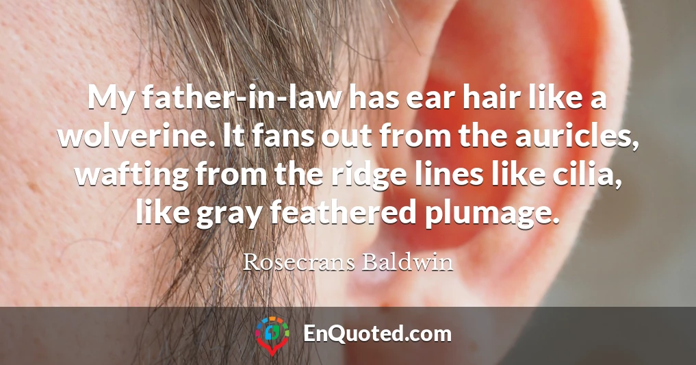 My father-in-law has ear hair like a wolverine. It fans out from the auricles, wafting from the ridge lines like cilia, like gray feathered plumage.