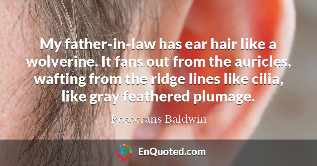 My father-in-law has ear hair like a wolverine. It fans out from the auricles, wafting from the ridge lines like cilia, like gray feathered plumage.